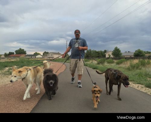 HI this is Zeta (7 year old husky mix), Kali Bear (4 year old…