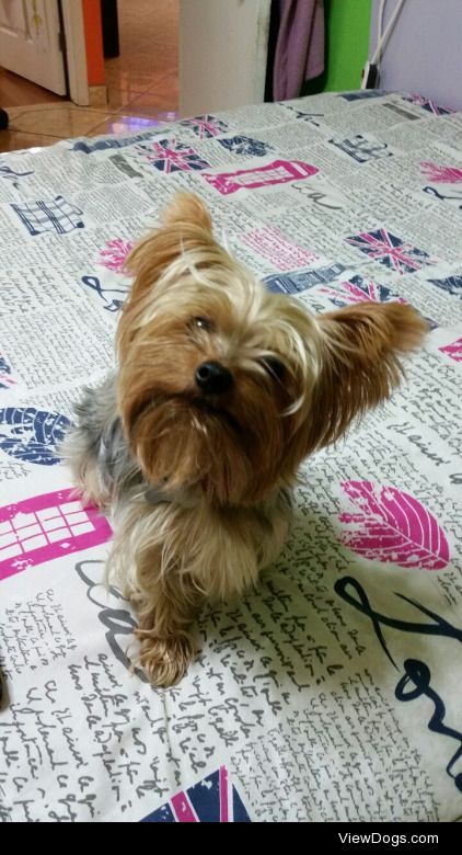 Bebe the Yorkshire Terrier