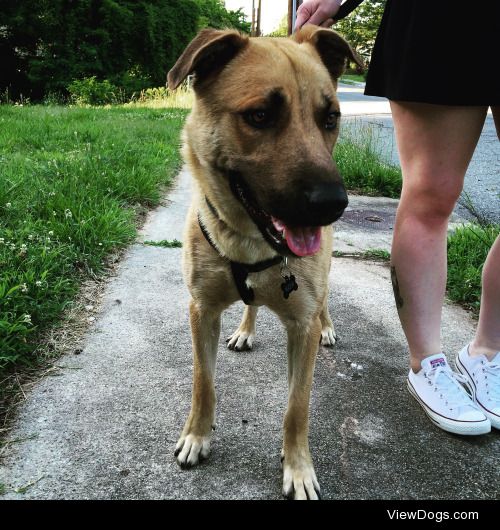 New addition to the family: 2 year-old Shepard mix, Koji!