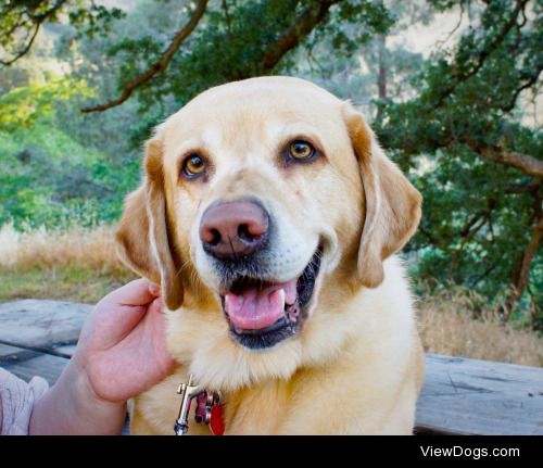 This is my fur baby, Garden! She is a guide dog for the blind…