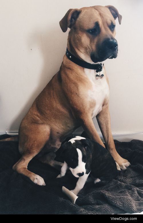 Milo the Bullmastiff X Staffy and Sadie the Staffy