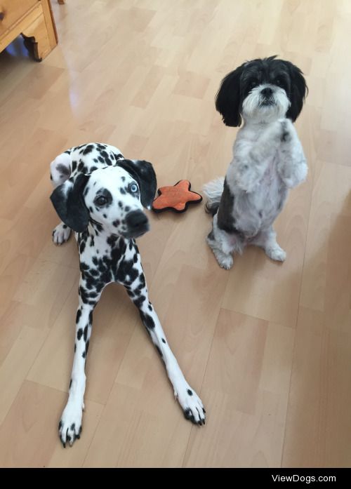 9 month old dalmatian
7 year old lhasa apso
all they care about:…