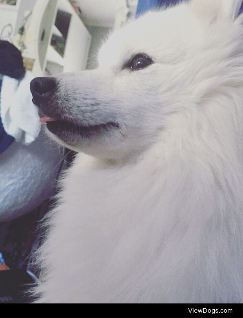 This is my Puffen, a japaneese spitz. He’s the goofiest,…