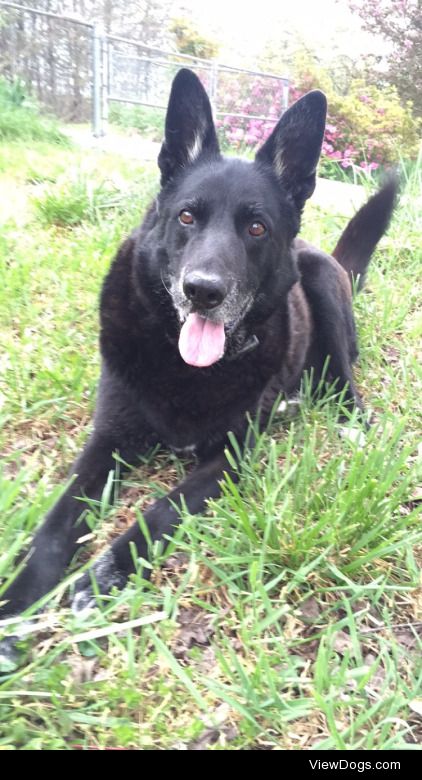 Bear is our ten year old German Shepard black lab mix