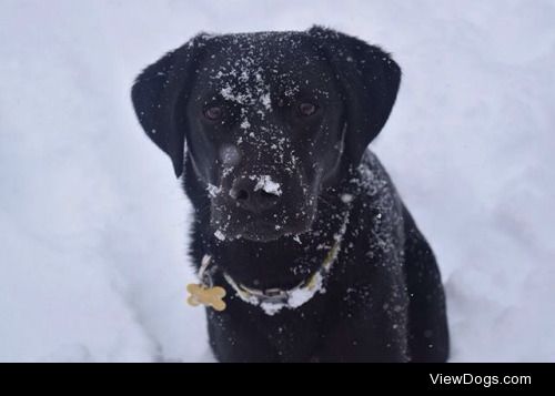 This is Olive who really enjoys the snow