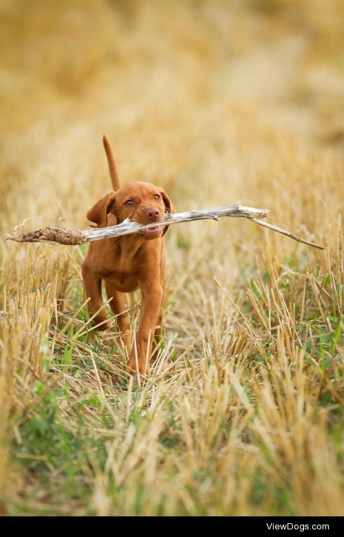 Marián Maňúr | Izy – magyar vizsla