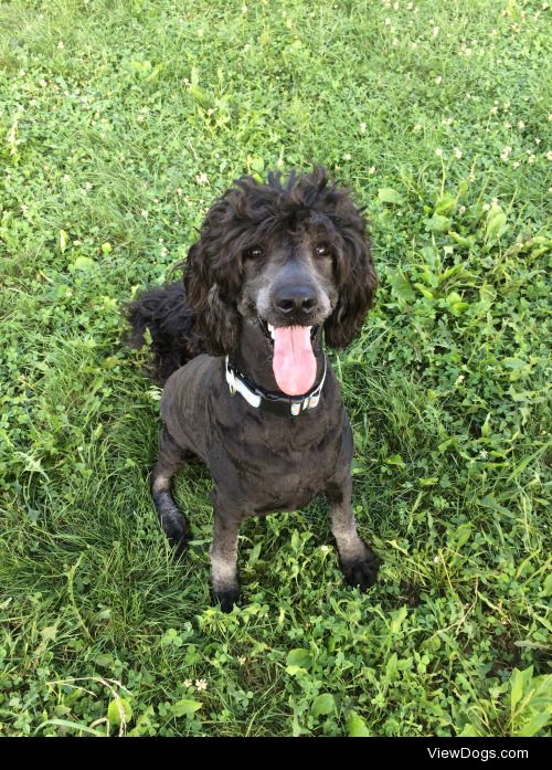 Piper Eloise, my 14-month-old angel of a labradoodle :)