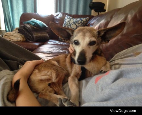 This is Buddy. He is nineteen year old chihuahua/dauschund. He…