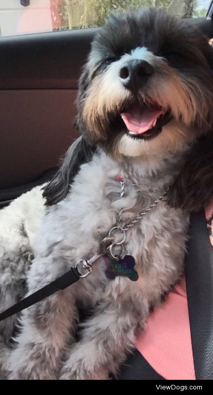 My Happy Boy, Ziggy moodlepoo