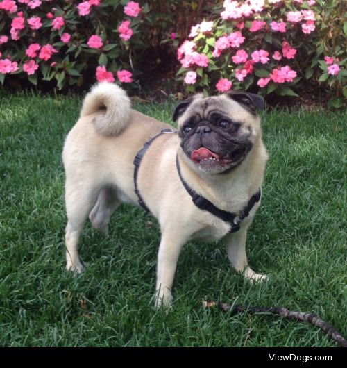 This is Paco! Originally a Pug from London but he’s now winning…