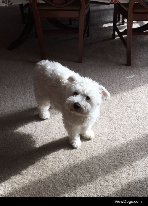 this is max! hes a 14 year old schnauzer/bichon mix!