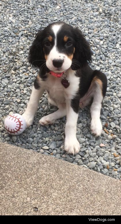 This is Penny! My 10 week old tri colored springer spaniel. She…