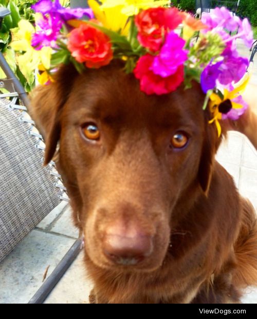 This is Dublin, my chocolate lab mix
@visions-of-violet