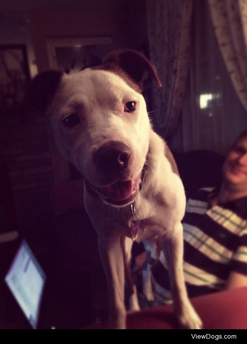 Pepsi, 10 month old pup–50% border collie/50% mutt (some Pitt…