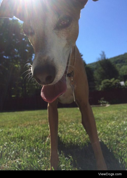 ginger| 7 y/o Italian Greyhound