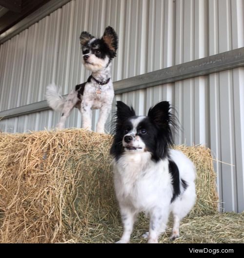 This is Bodhi, a 10 yr old Papillon, and Finnegan, a 1 yr old…