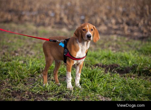 Fabrizio Crippa | Hunting dog puppy