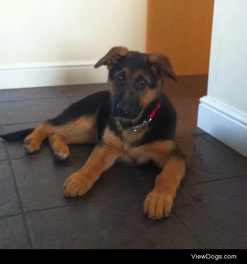 My dog Jess, pictured here at 2 months old and 4 years old :-)