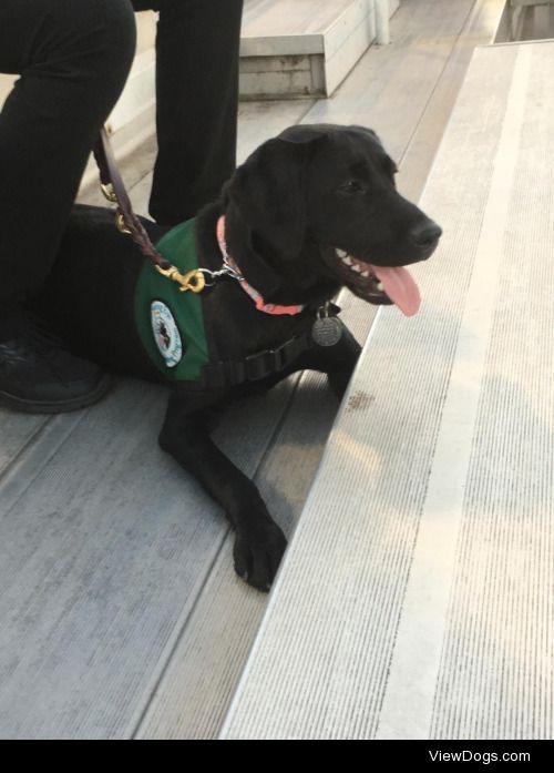 This is Quest. She’s a 7 month old Labrador mix currently being…