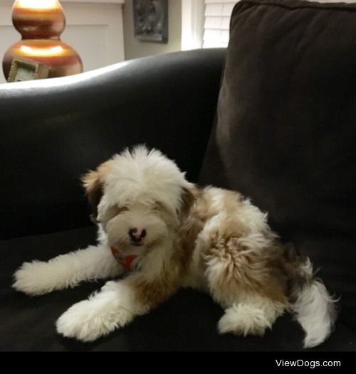 This is my 5 month old Tibetan Terrier puppy, Mochi! She likes…