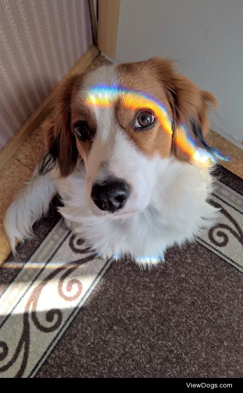 armasthekooiker:

SPARKLY PUPPP