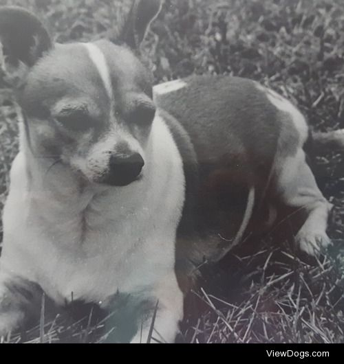 This is Patches, who was my grumpy old chihuahua. He was 16…