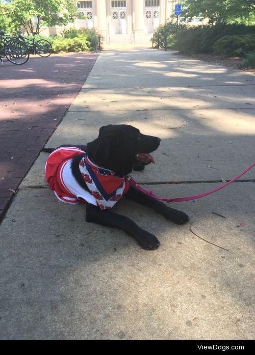It’s Election Day at Ole Miss! Which means dogs show up to…