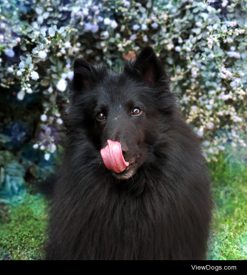 timetravelerdog:

Tongue! (remember what I said about Bokeh?) 