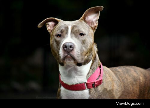 Loki is the most handsome dog I’ve ever met. I took his photo…