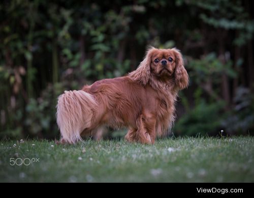 Bruno SCLIFFET | My King Charles Spaniel