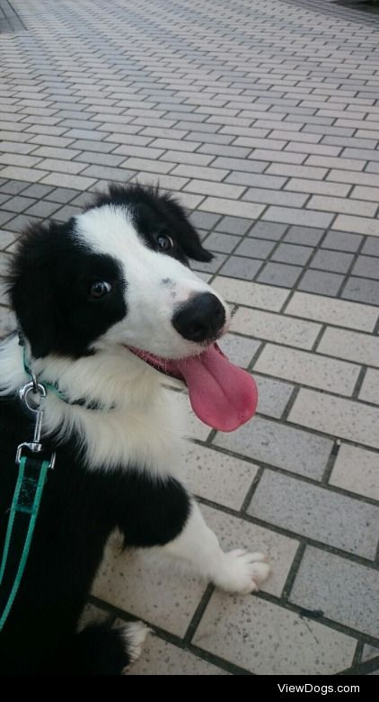 Maiky, the sweetest 5-months-old Border Collie.