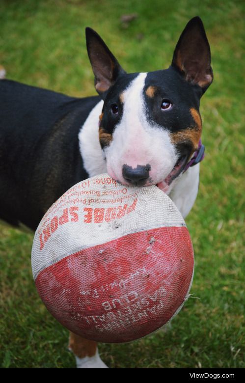 ofbullterriers:

 Daisy found her favourite toy from wayback…