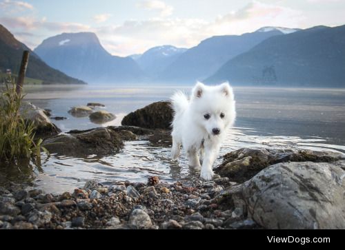 spartathesheltie:

we brought her down to see the water. they’re…