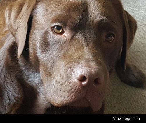 This is Zach- my two year old Chocolate Lab.