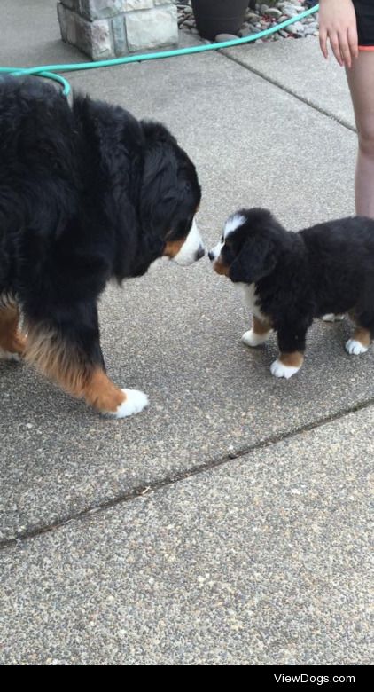 my 6 year old Bernese mountain dog meeting his new 8 week old…