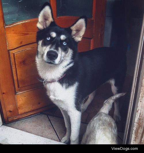 here’s Princess Leia, the husky/akita mix. She’s now…