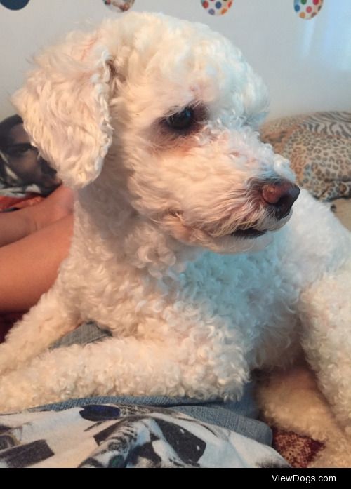 This is Bon-Bon! He’s a 6year old bichon/poodle mix. He loves…