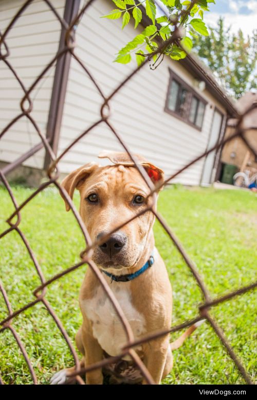 dogsbecausedogs:

Look at him grow!