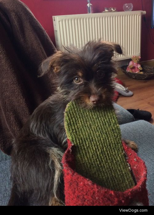 This is Theresia (Tessa), our little Yorki puppy.