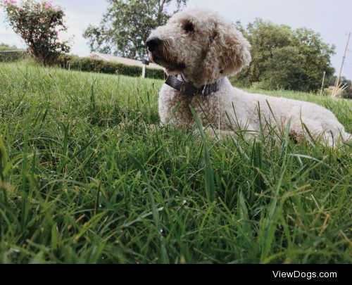 This is my 3 year old labradoodle Kai, whom I love to pieces❤️