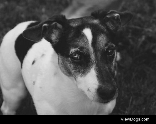 This is Oreo (original I know) she’s a Jack Russell…