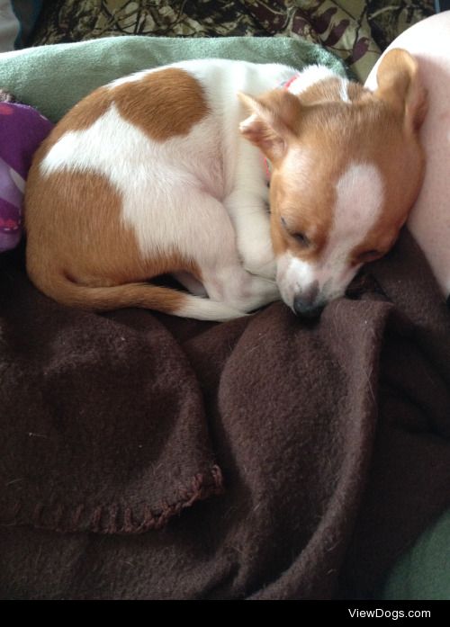 This is Rosie, my taco terrier (half chihuahua, half toy fox…