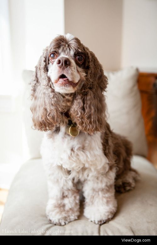 Hannele Lahti | Cocker Spaniel