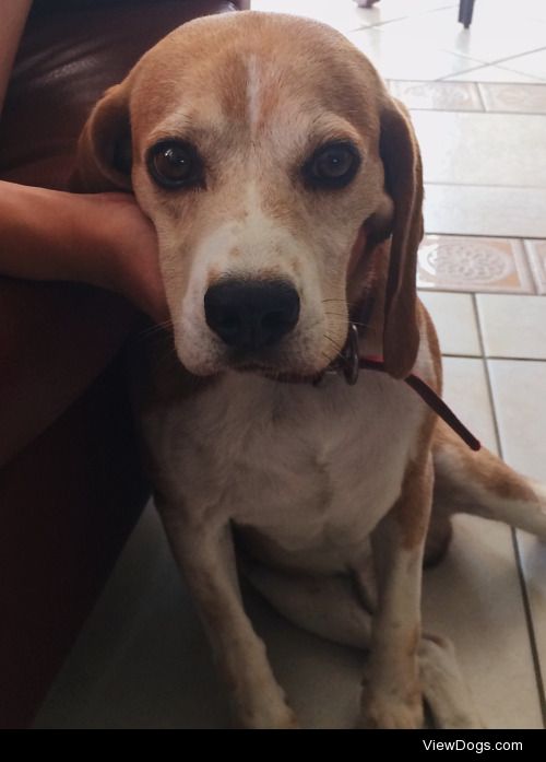 This is Brandy, our seven year old beagle.. Even though…