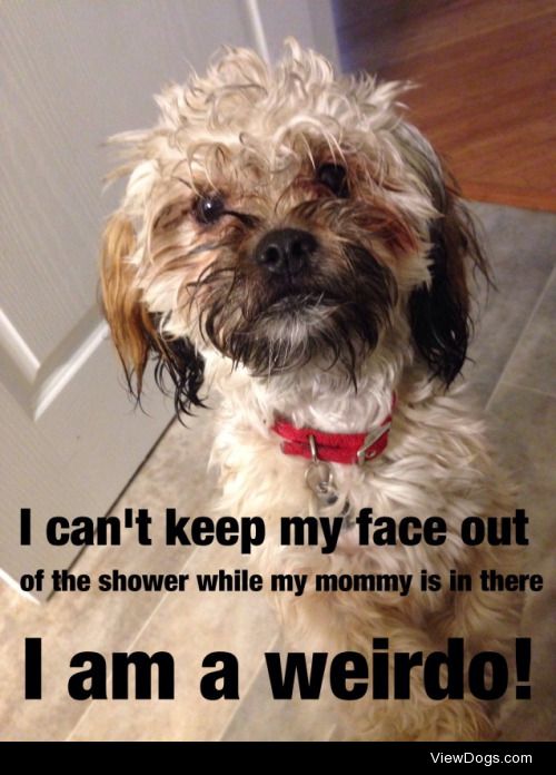 Creeper

I always catch my one year old shih-poo Spock with his…