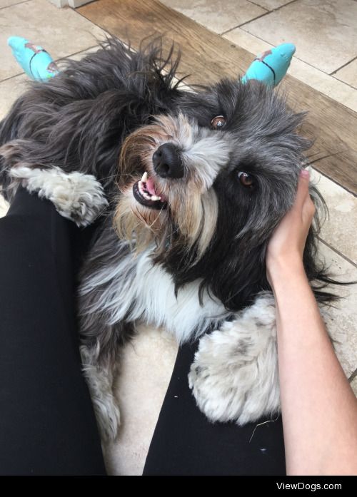 Snafu the Tibetan terrier I’ve been dog sitting