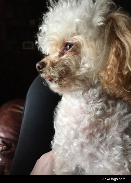 This is Okie-Dokie, my almost 10 year old tiny toy poodle! He…