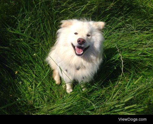 koru-the-lapphund:

grinning in the long grass