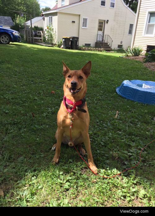 This is Sam! He is a two year old Shepard mix – @alexandike