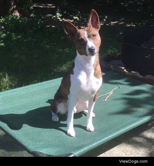 Morgan is a 1yr old VERY handsome basenji!  He loves making…
